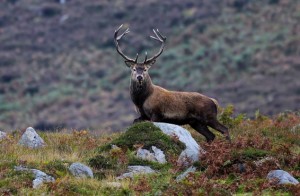 An alert 12-pointer Red deer pictured this week by Valerie O'Sullivan on the slopes of Mangerton mountain in Killarney National Park 