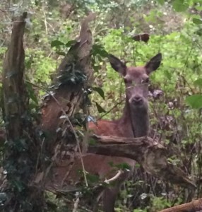 A deer pictured at the side of the road at Gortroe, Fossa this Wednesday