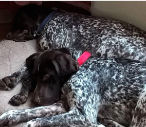 Back where they belong: Max and Mylo