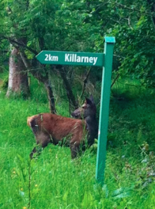 Deer are a very common sight in the Fossa area